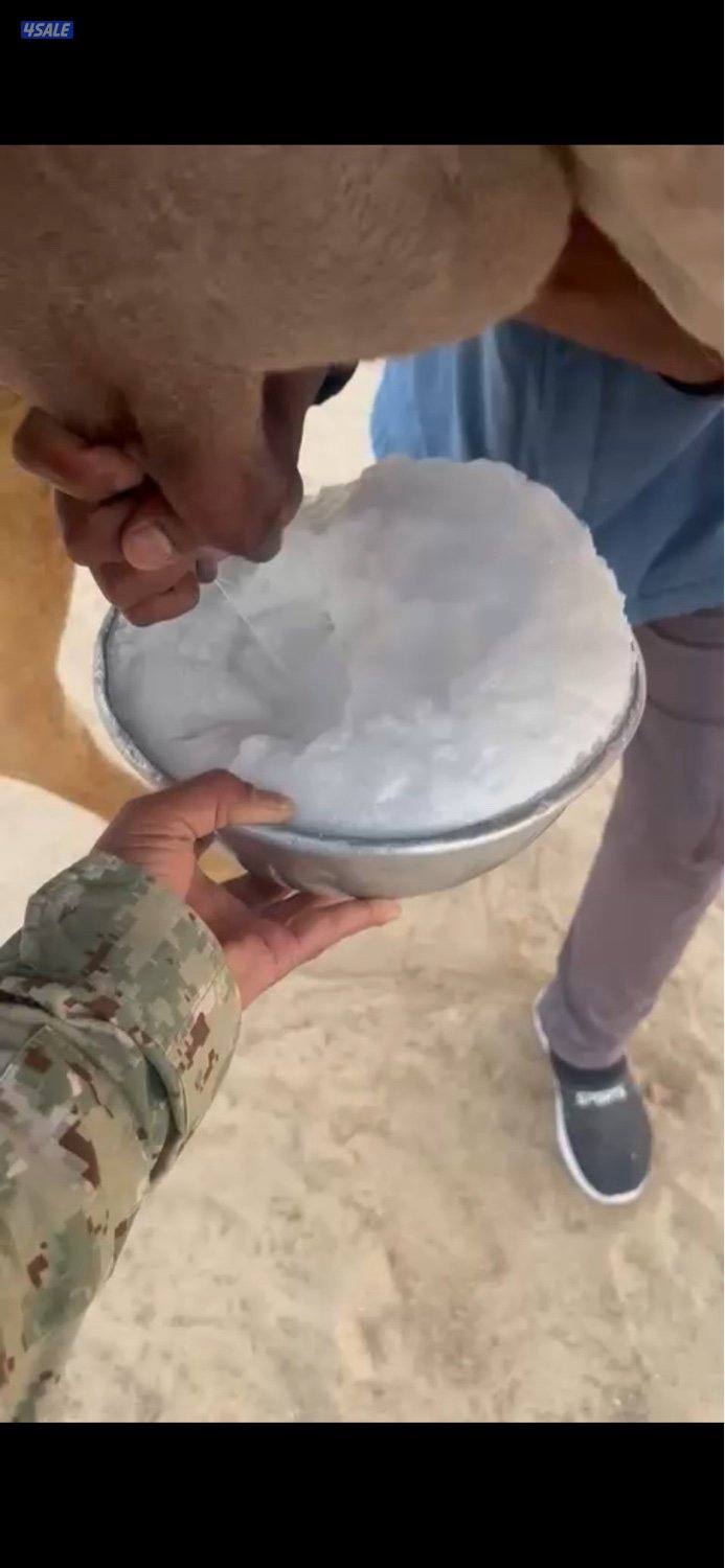 حيوانات ابل0