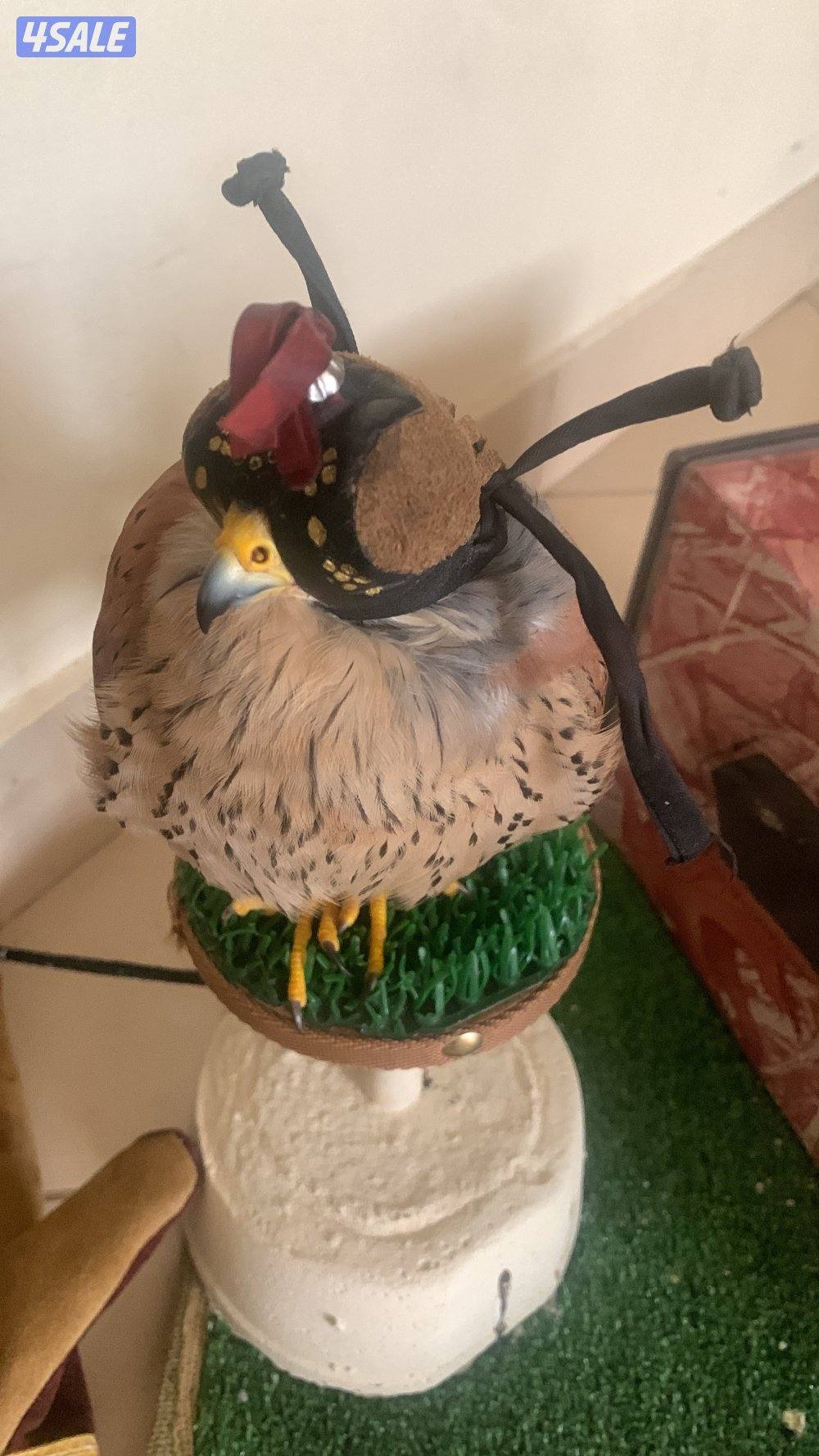 للبيع دفعه حميميجحات و ترمة في وحوش و في مدربين رقم ٩٨٩٤٩٠٥0