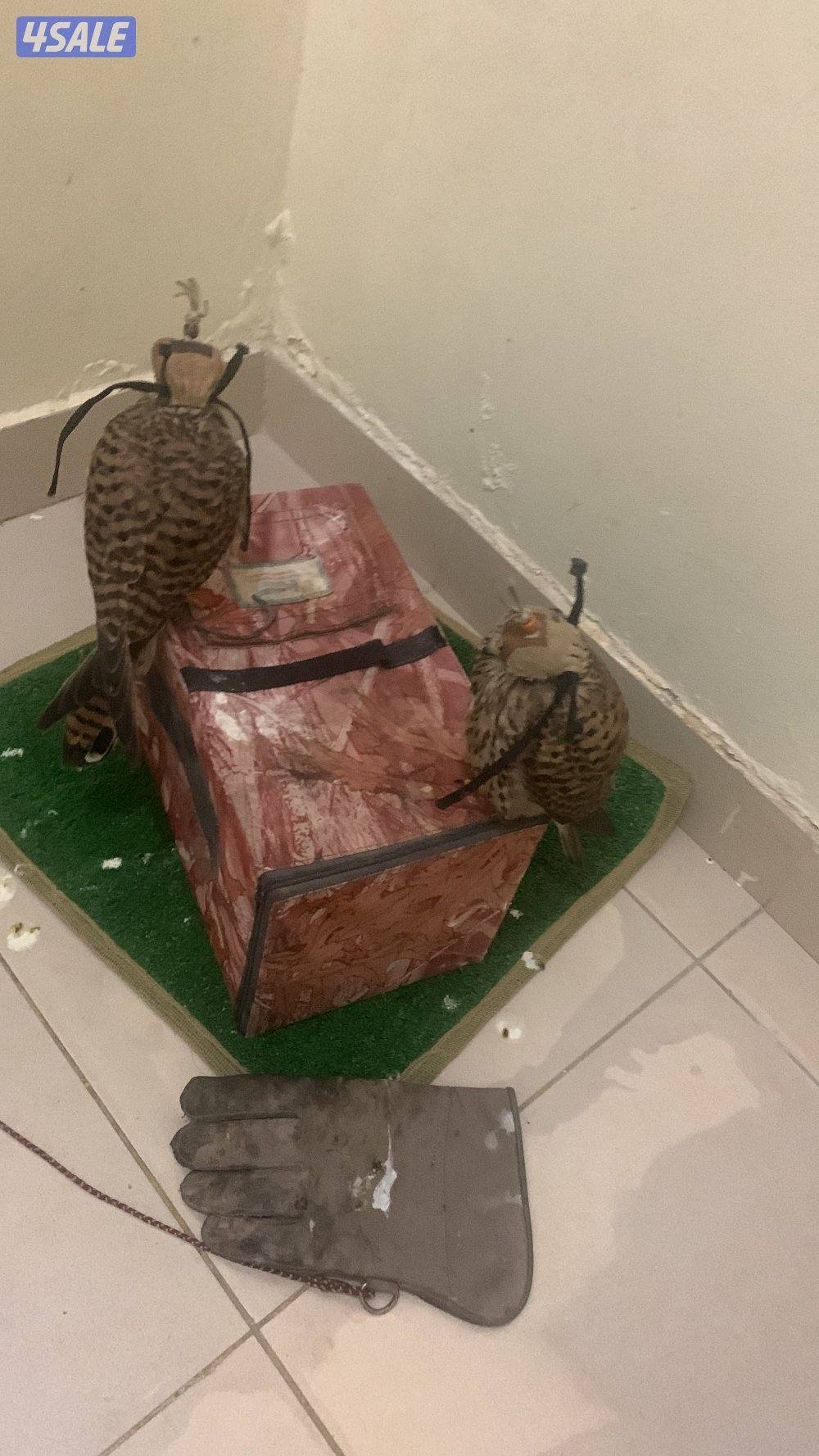 للبيع دفعه حميميجحات و ترمة في وحوش و في مدربين رقم ٩٨٩٤٩٠٥1