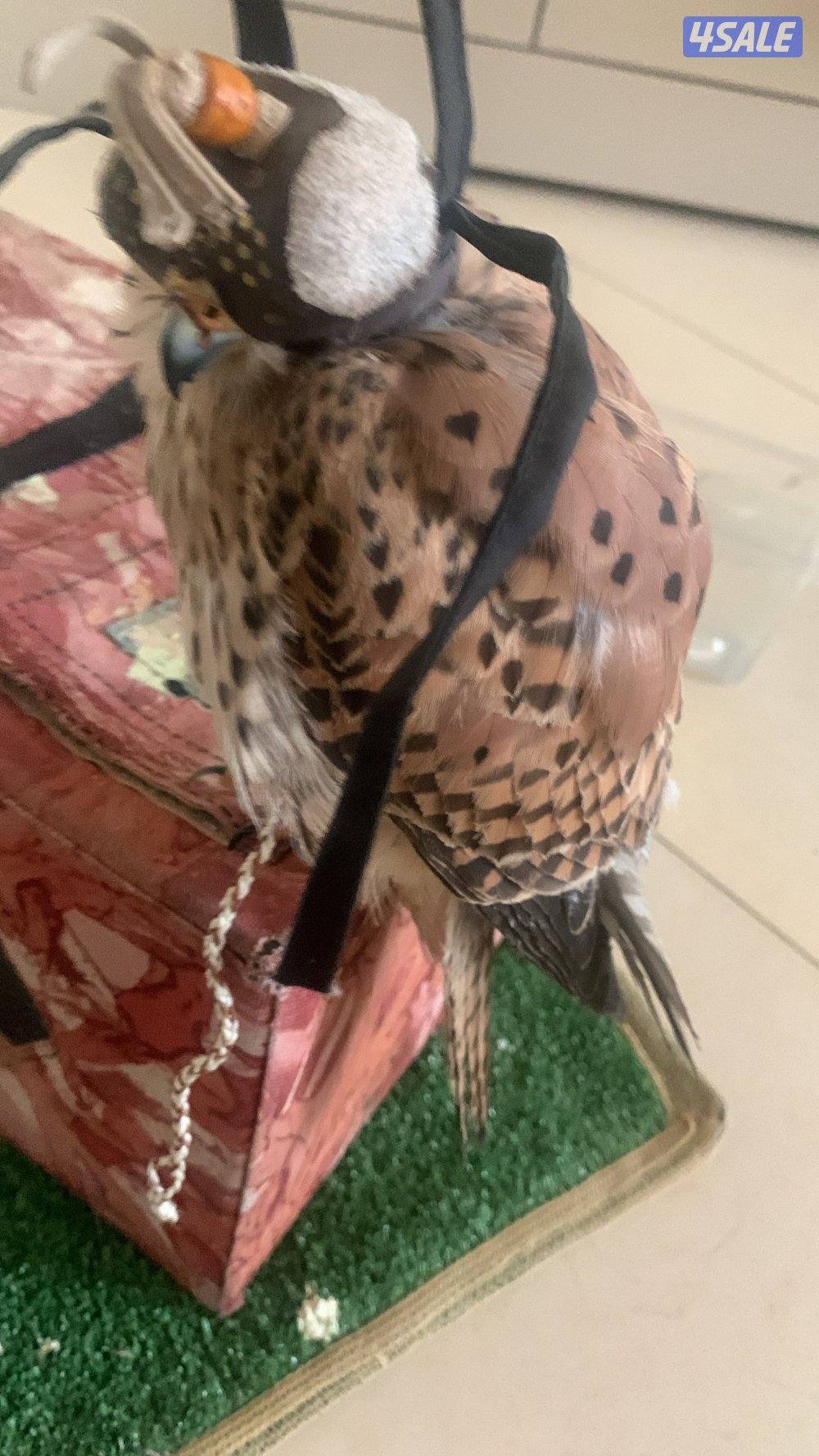 للبيع دفعه حميميجحات و ترمة في وحوش و في مدربين رقم ٩٨٩٤٩٠٥2