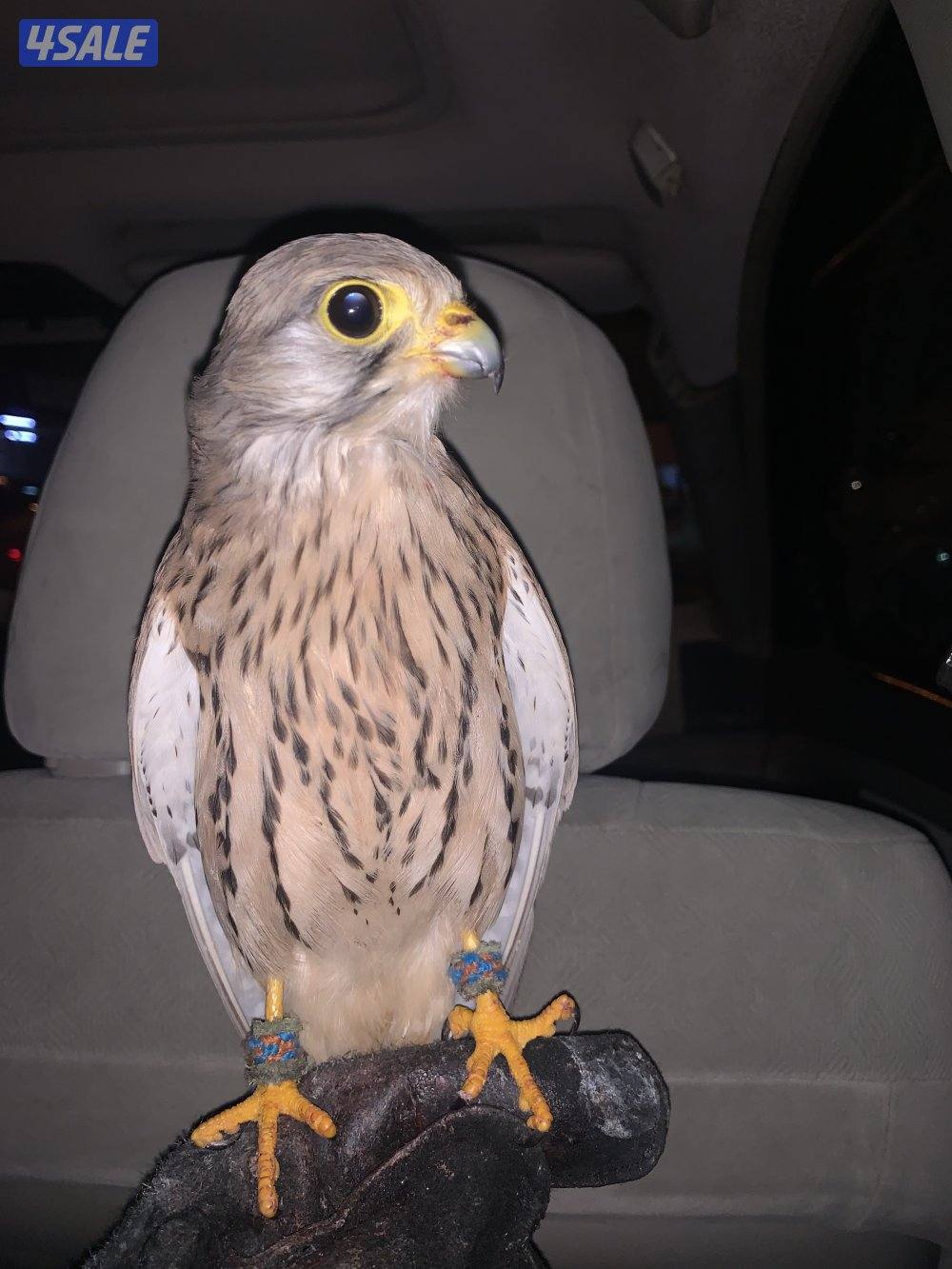 للبيع دفعه حميميجحات و ترمة في وحوش و في مدربين رقم ٩٨٩٤٩٠٥6