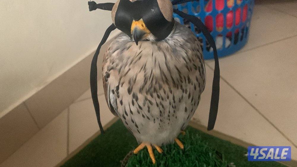 للبيع دفعه حميميجحات و ترمة في وحوش و في مدربين رقم ٩٨٩٤٩٠٥7