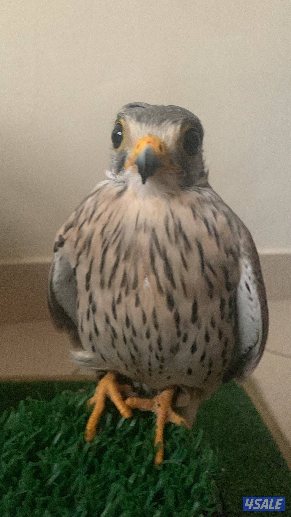 للبيع دفعه حميميجحات و ترمة في وحوش و في مدربين رقم ٩٨٩٤٩٠٥8