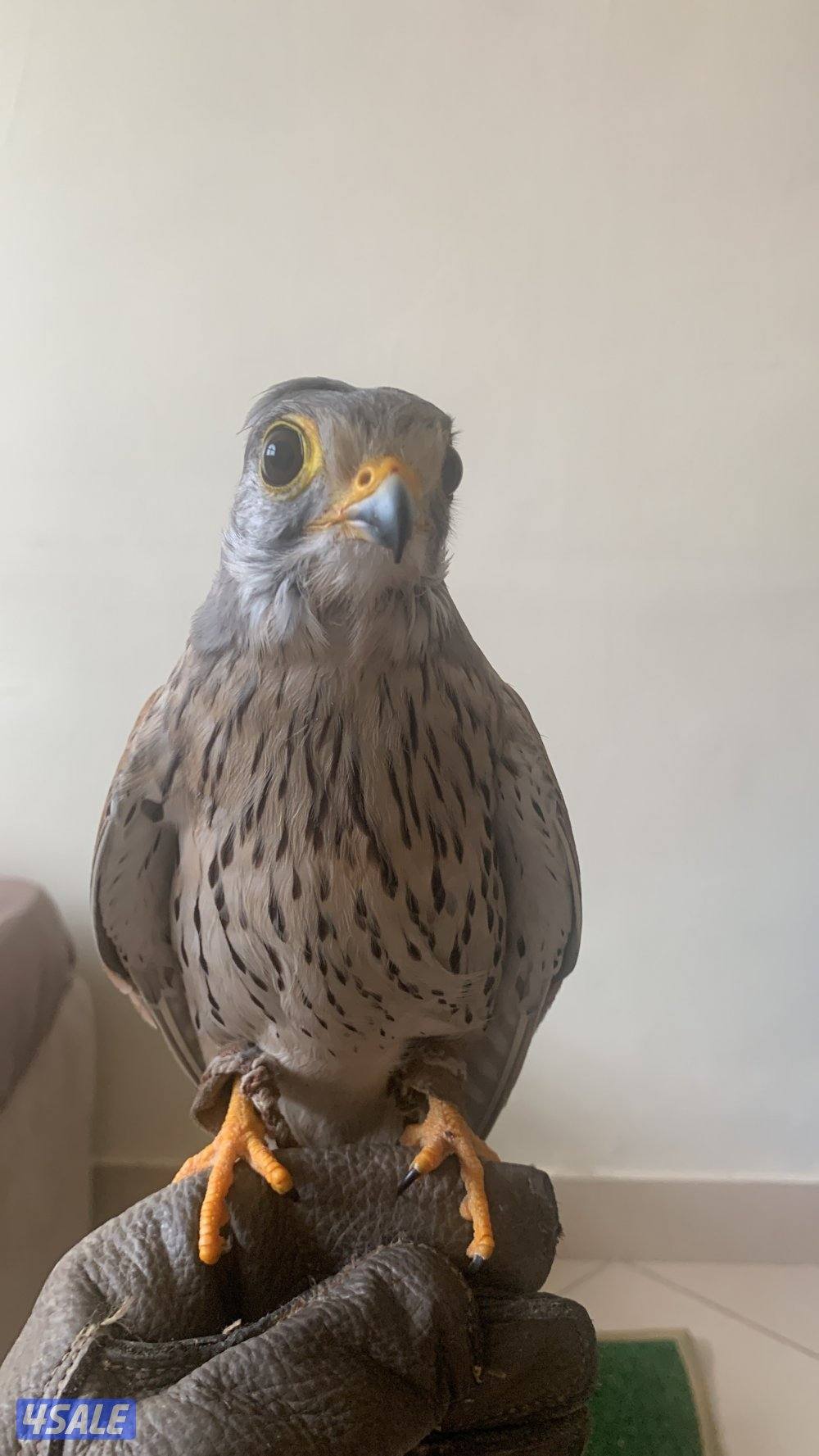 للبيع دفعه حميميجحات و ترمة في وحوش و في مدربين رقم ٩٨٩٤٩٠٥10