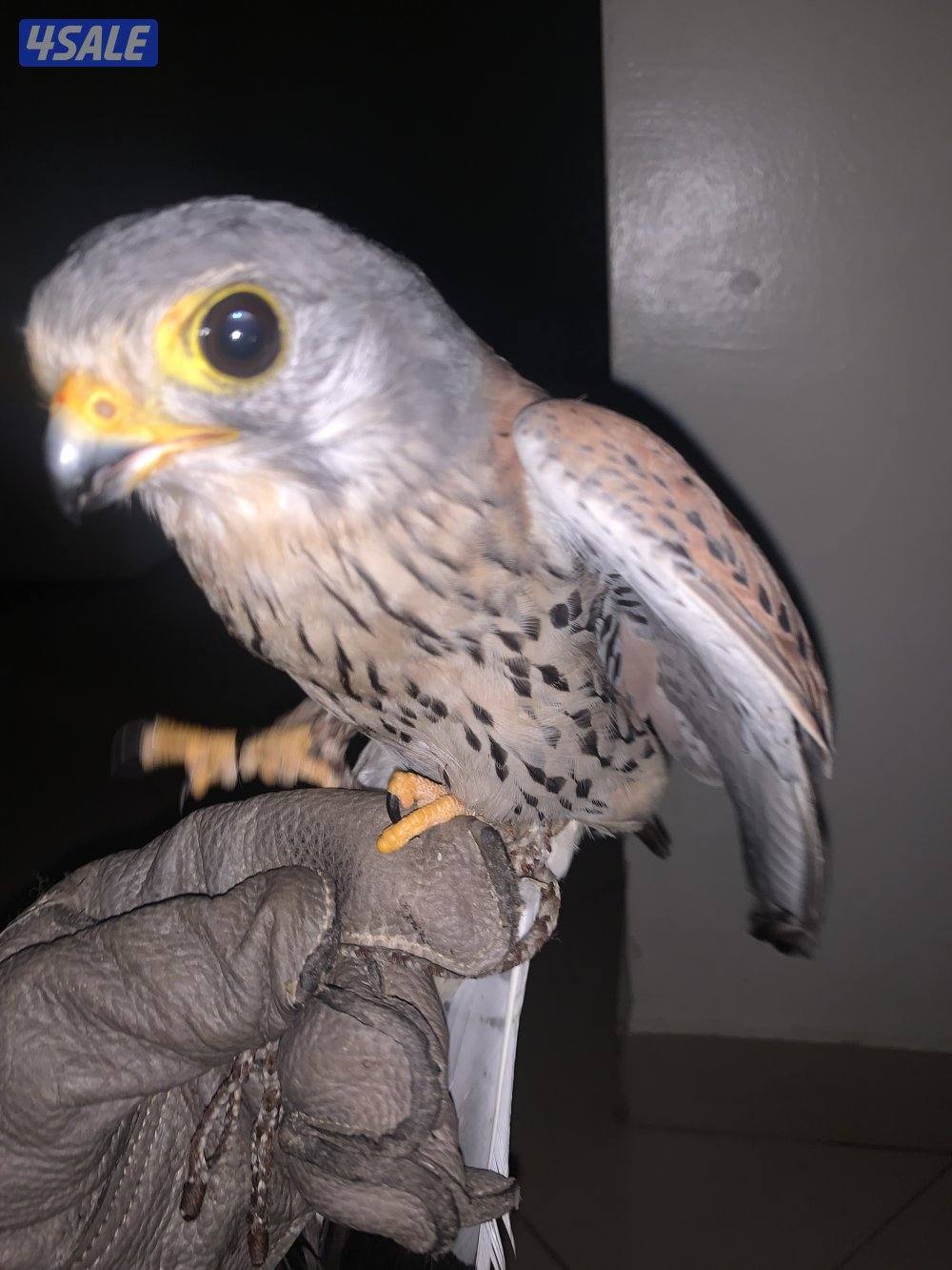 للبيع دفعه حميميجحات و ترمة في وحوش و في مدربين رقم ٩٨٩٤٩٠٥11