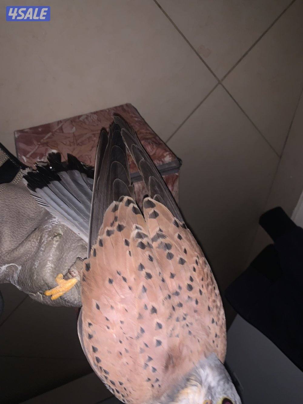 للبيع دفعه حميميجحات و ترمة في وحوش و في مدربين رقم ٩٨٩٤٩٠٥14