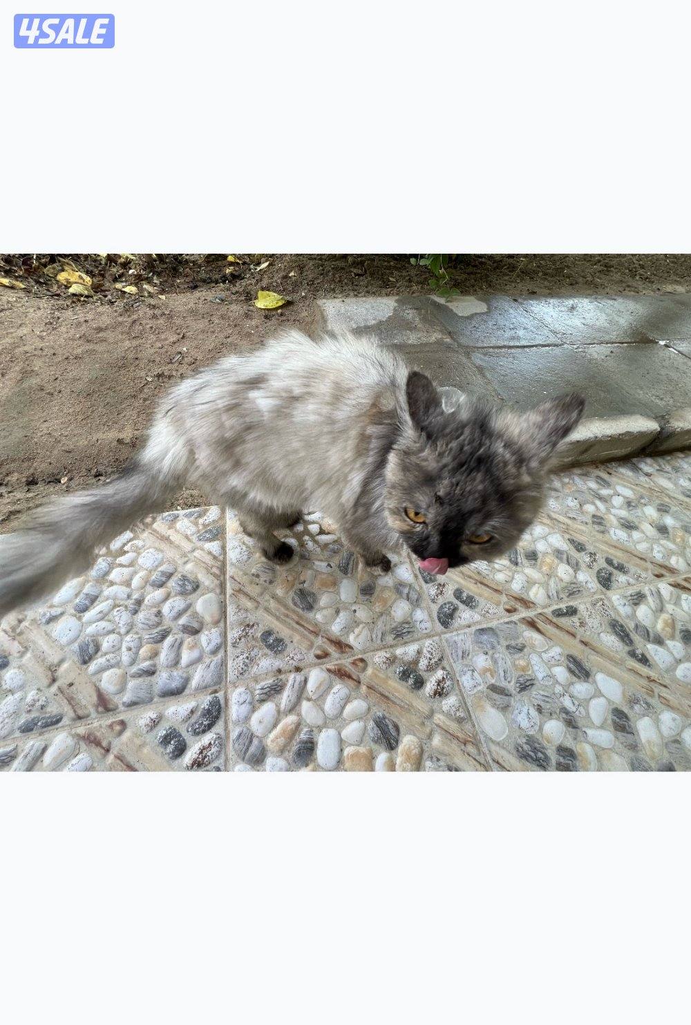 للتبني قطه0