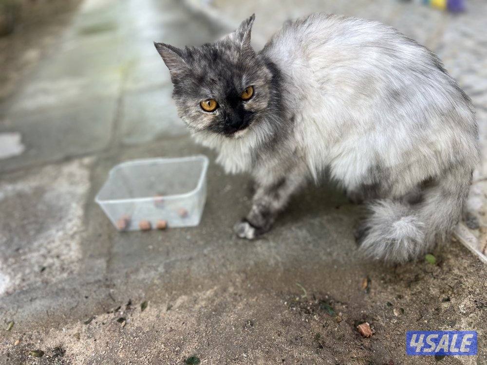 للتبني قطه2