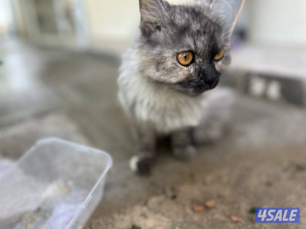 للتبني قطه3