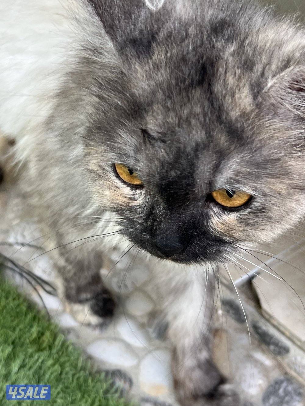 للتبني قطه4