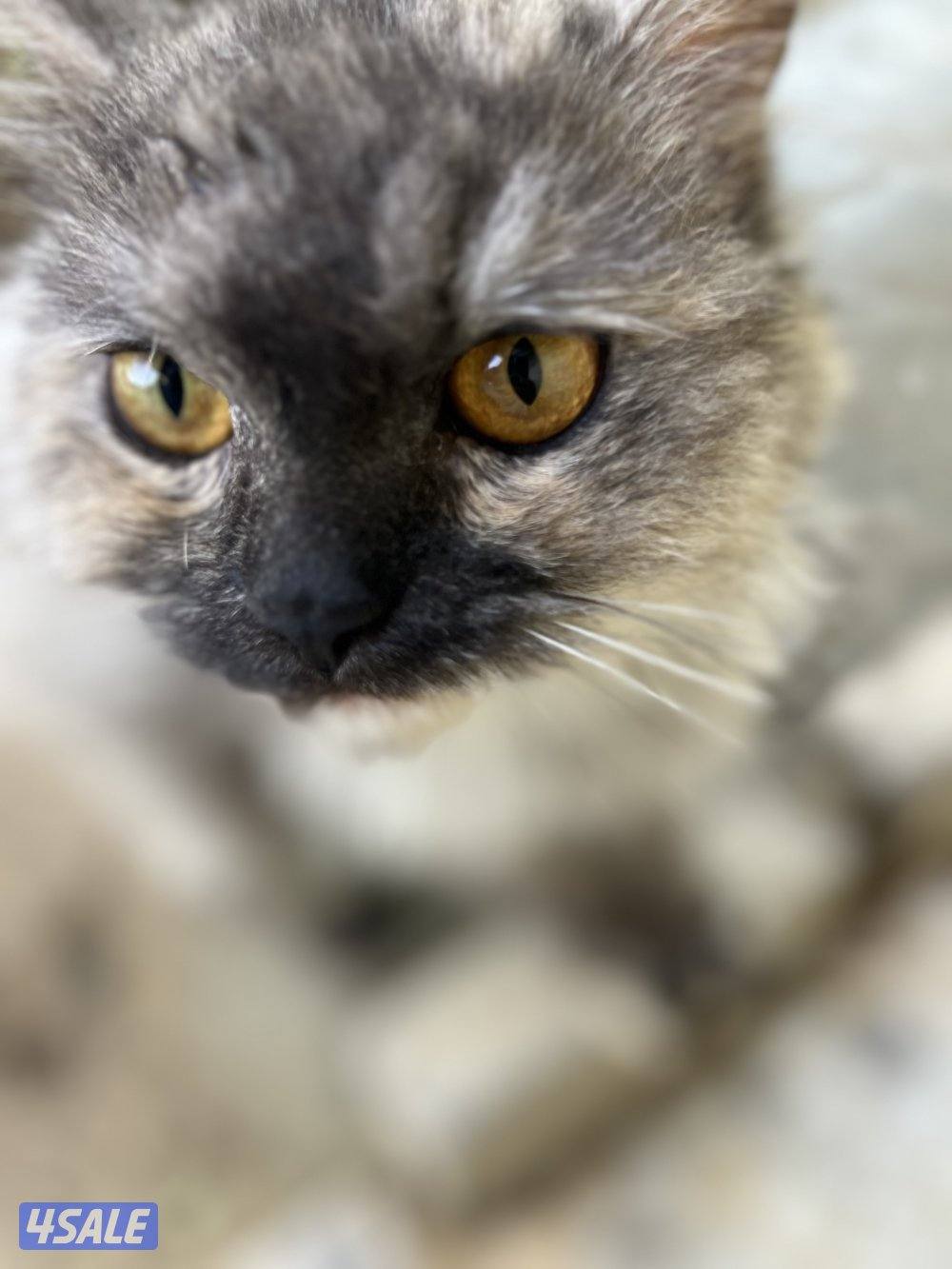 للتبني قطه5