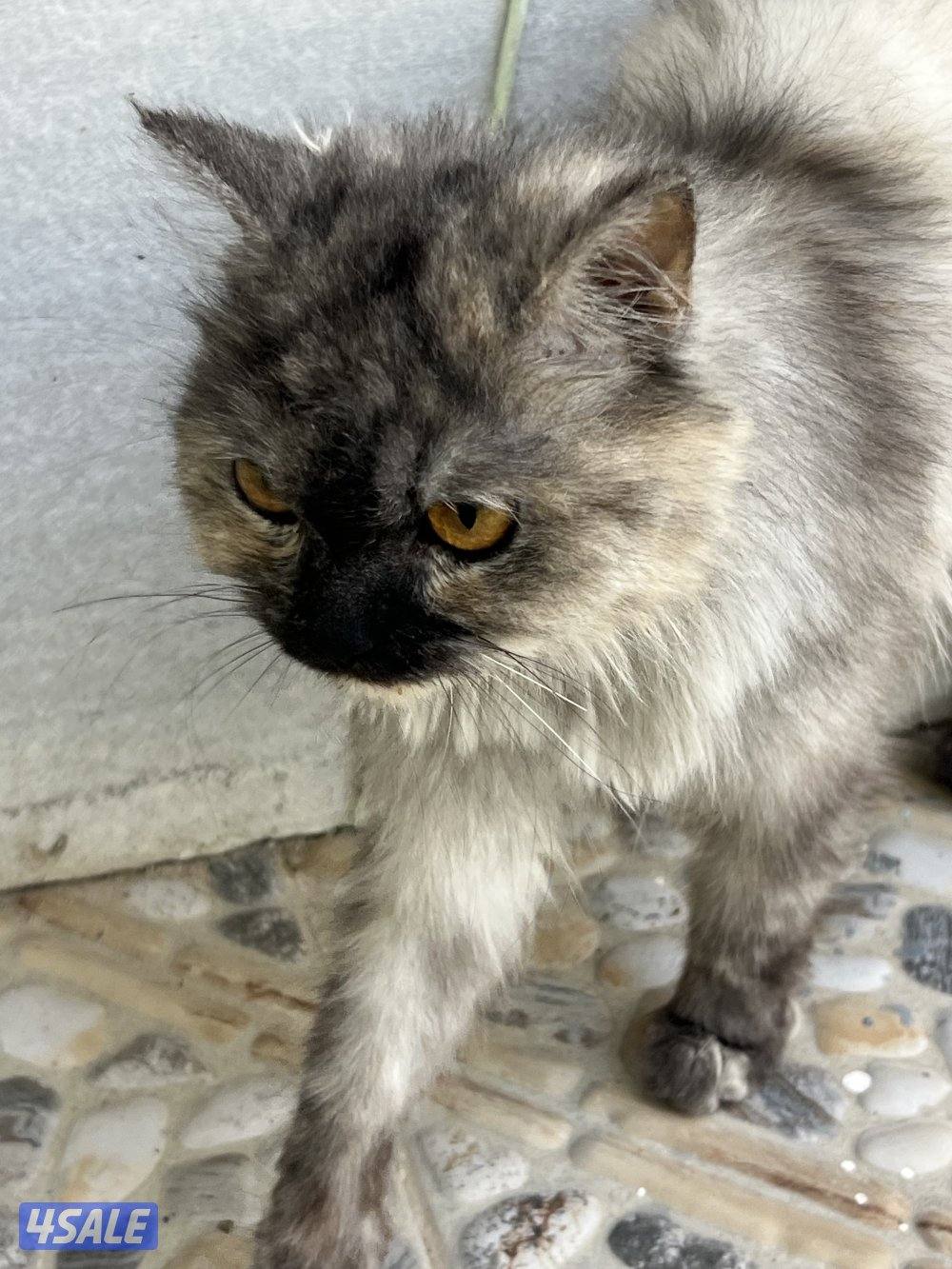 للتبني قطه6