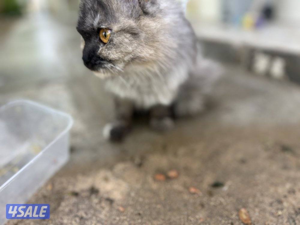 للتبني قطه7