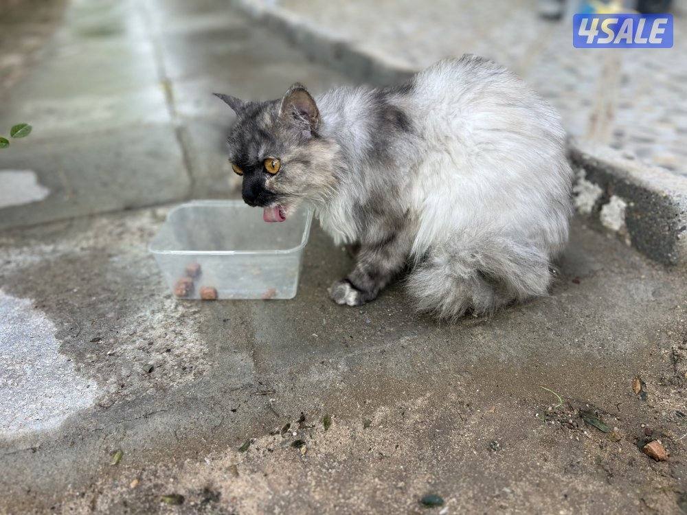 للتبني قطه9