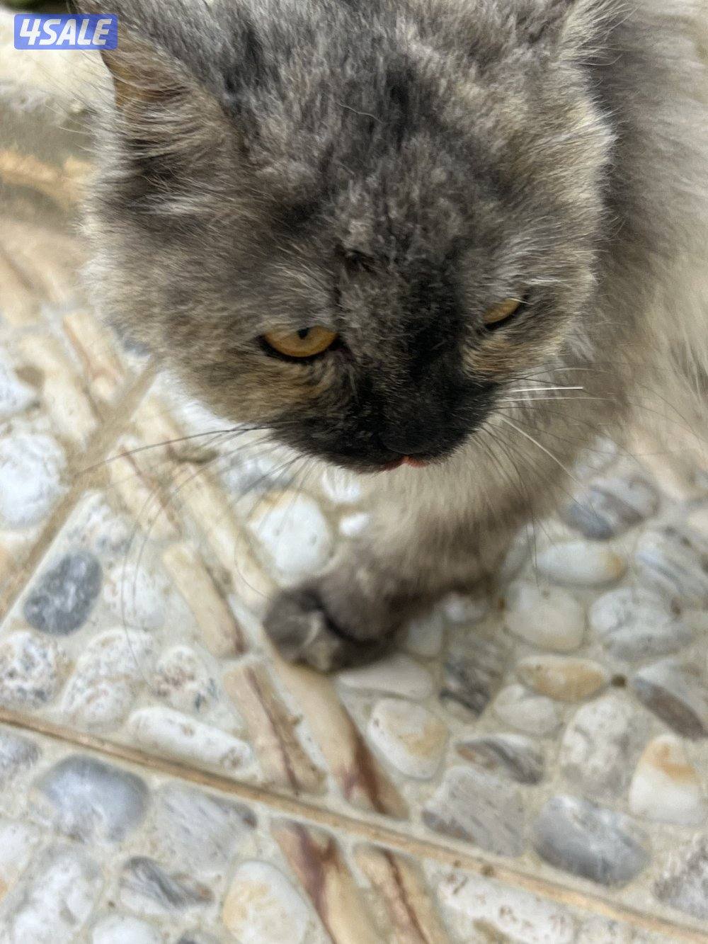 للتبني قطه10