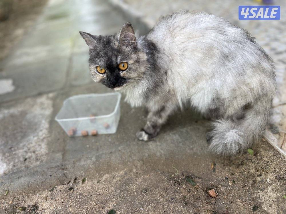 للتبني قطه11