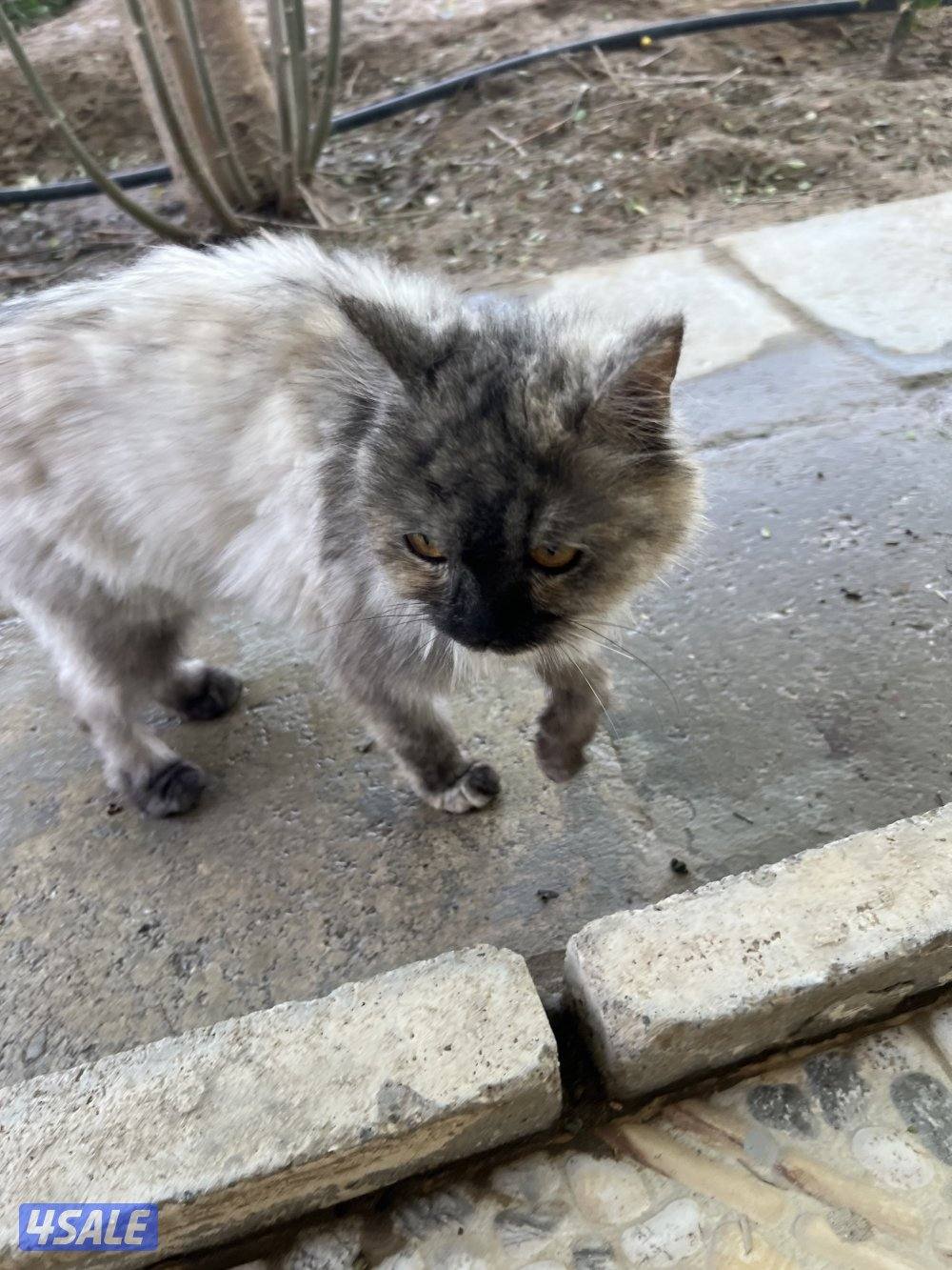 للتبني قطه12