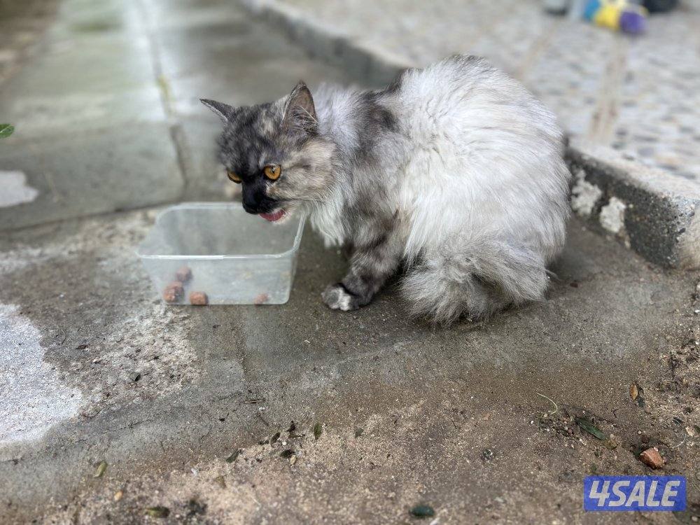 للتبني قطه14