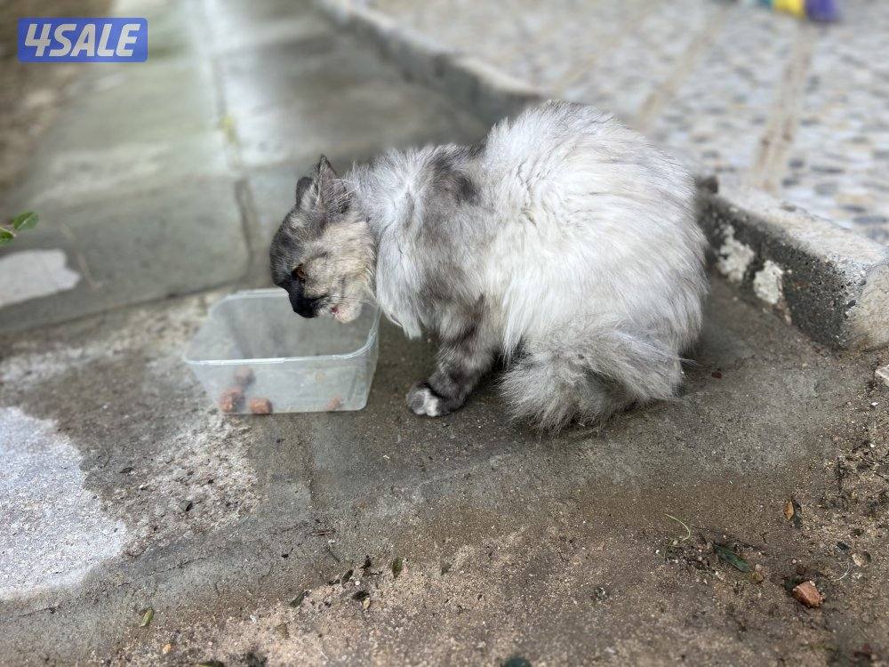 للتبني قطه15