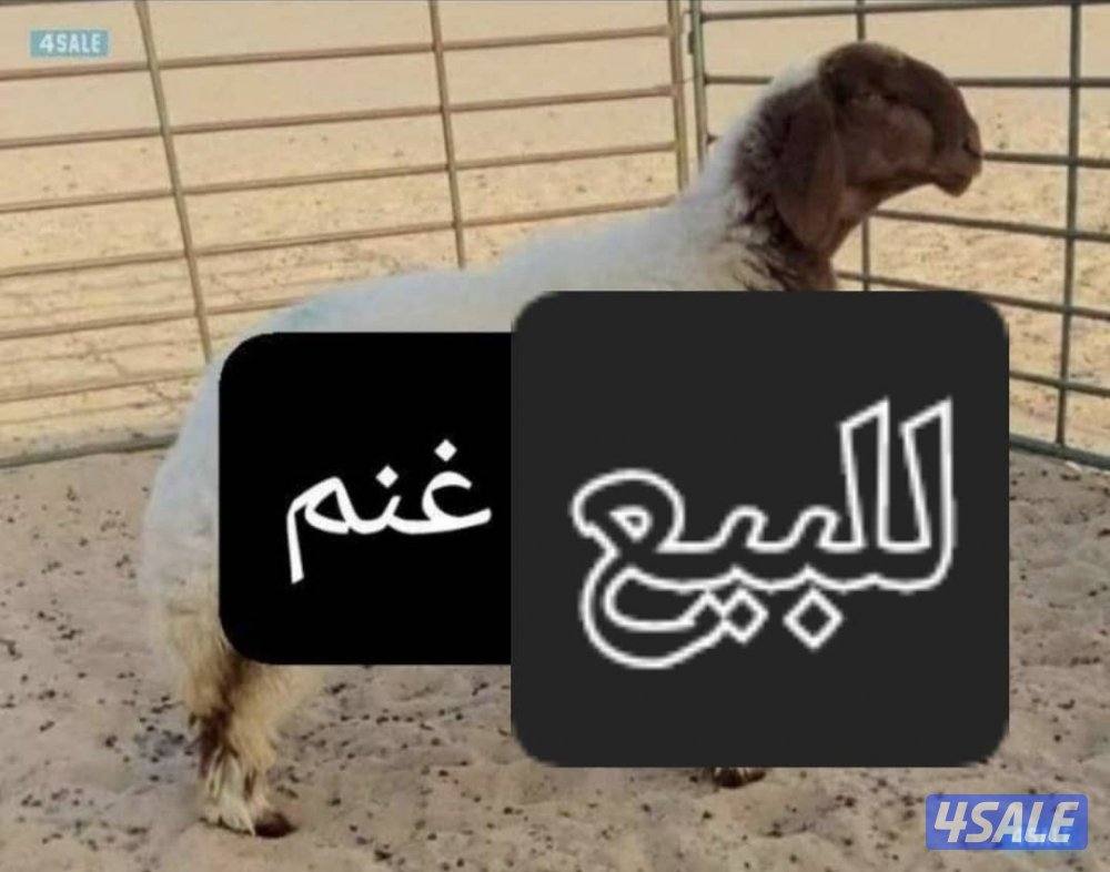 نشتري غنم ومعزا العدد مفتوح ودفع كاش من جميع مناطق الكويت0
