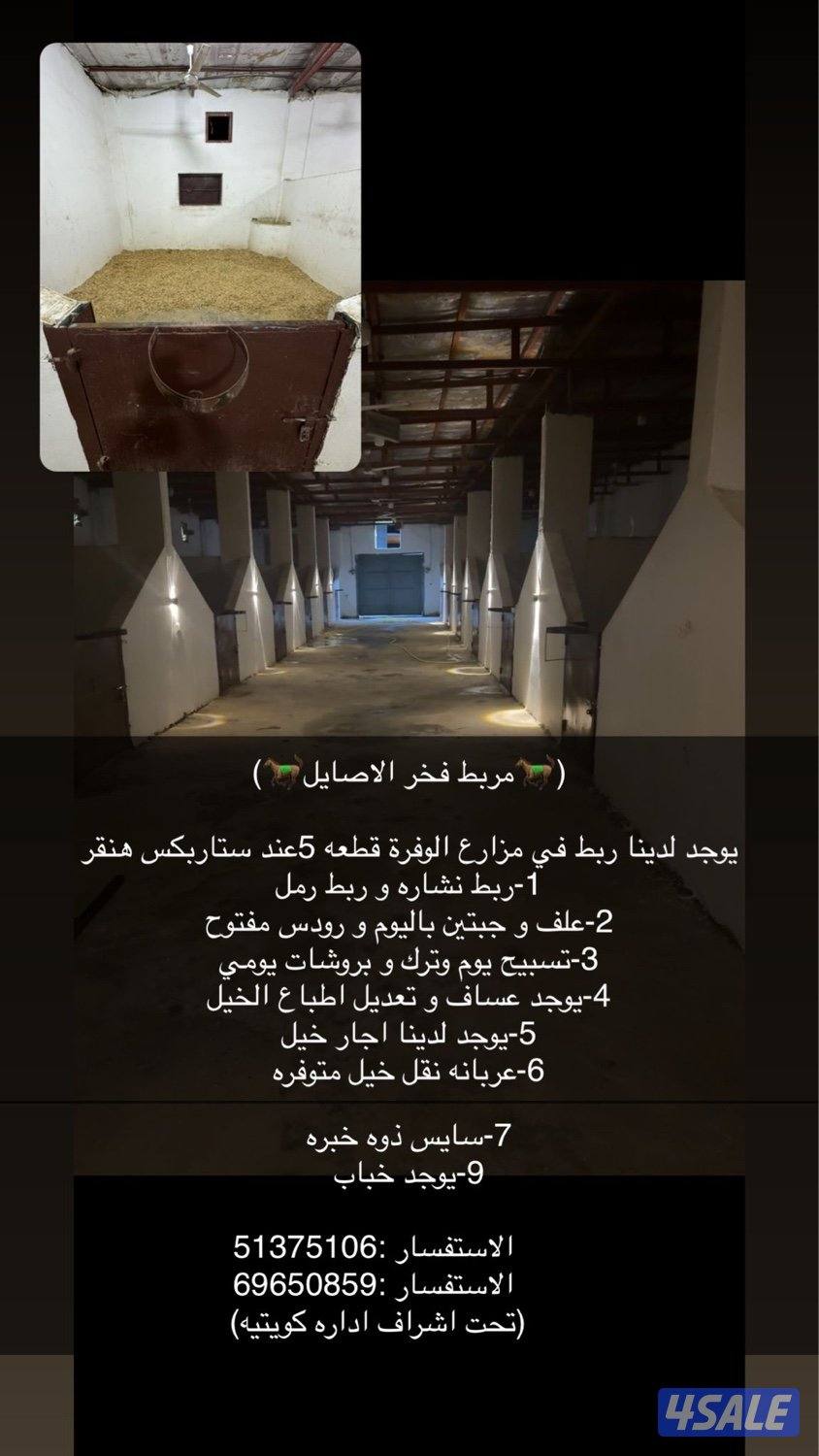 مربط خيل بالوفرة0