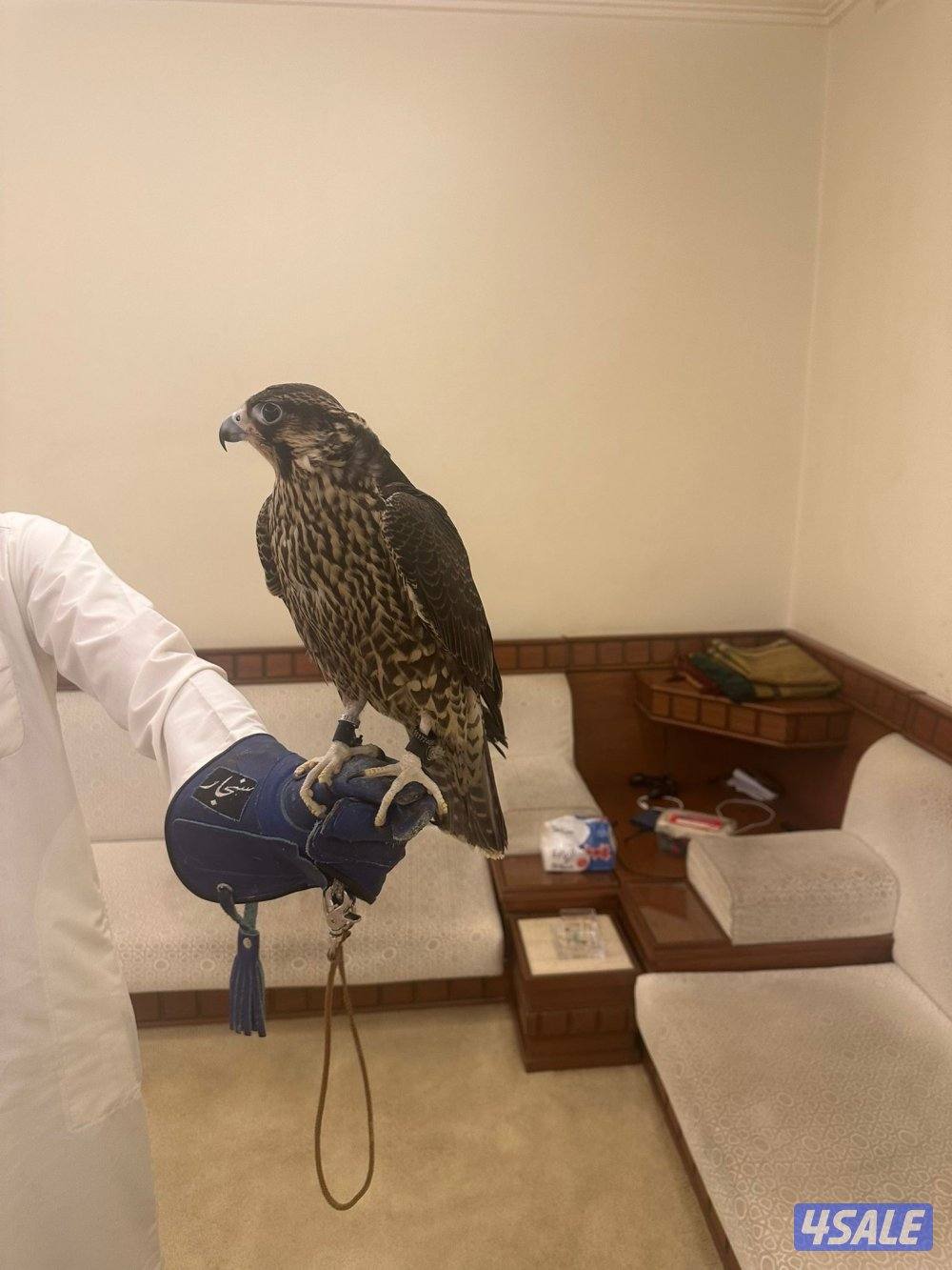 للبيع شيهانه على السوم لا يكلمني الا الصامل1