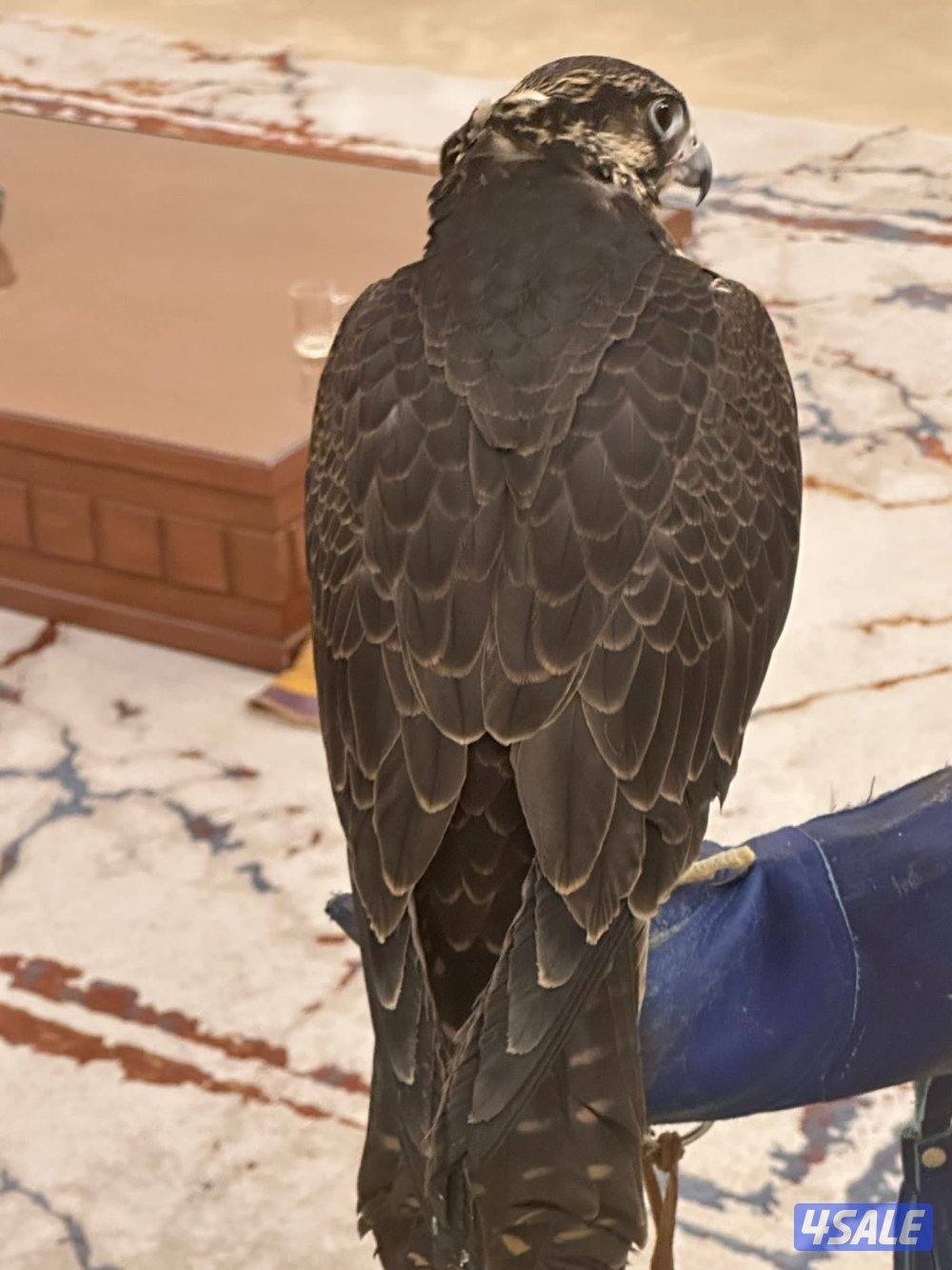 للبيع شيهانه على السوم لا يكلمني الا الصامل2