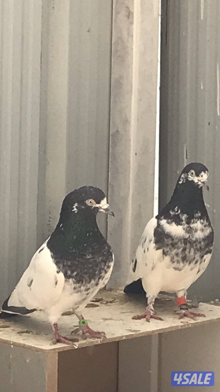 للبيع حمام باكستاني0