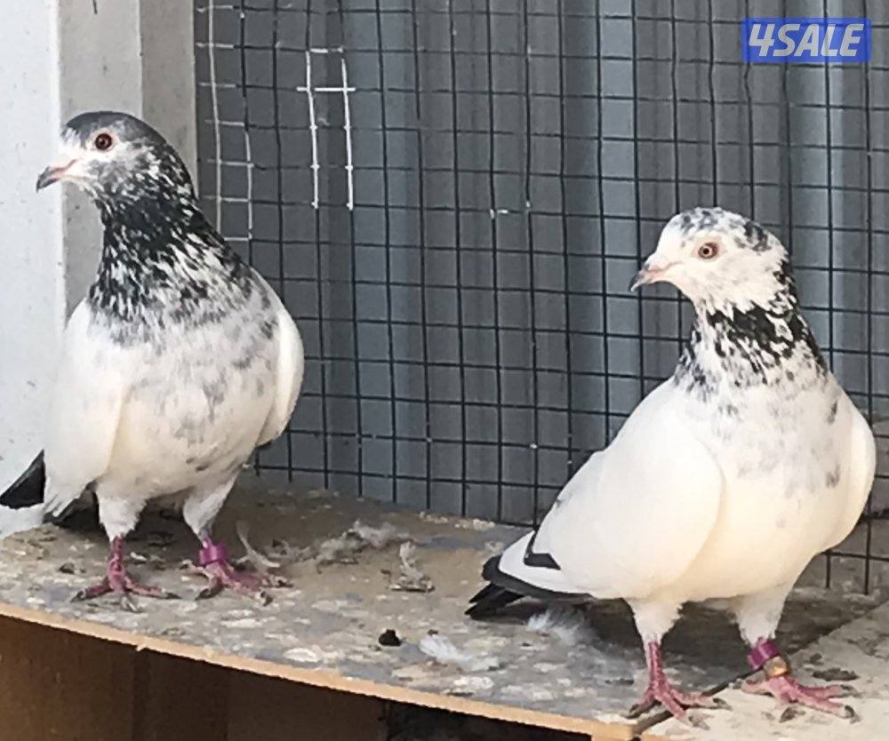 للبيع حمام باكستاني1