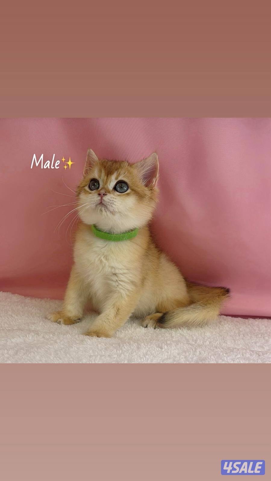 للبيع كيتن ذكر بريتش قولد0