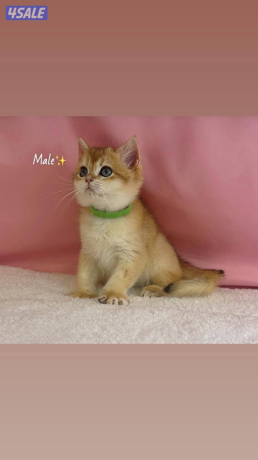 للبيع كيتن ذكر بريتش قولد1