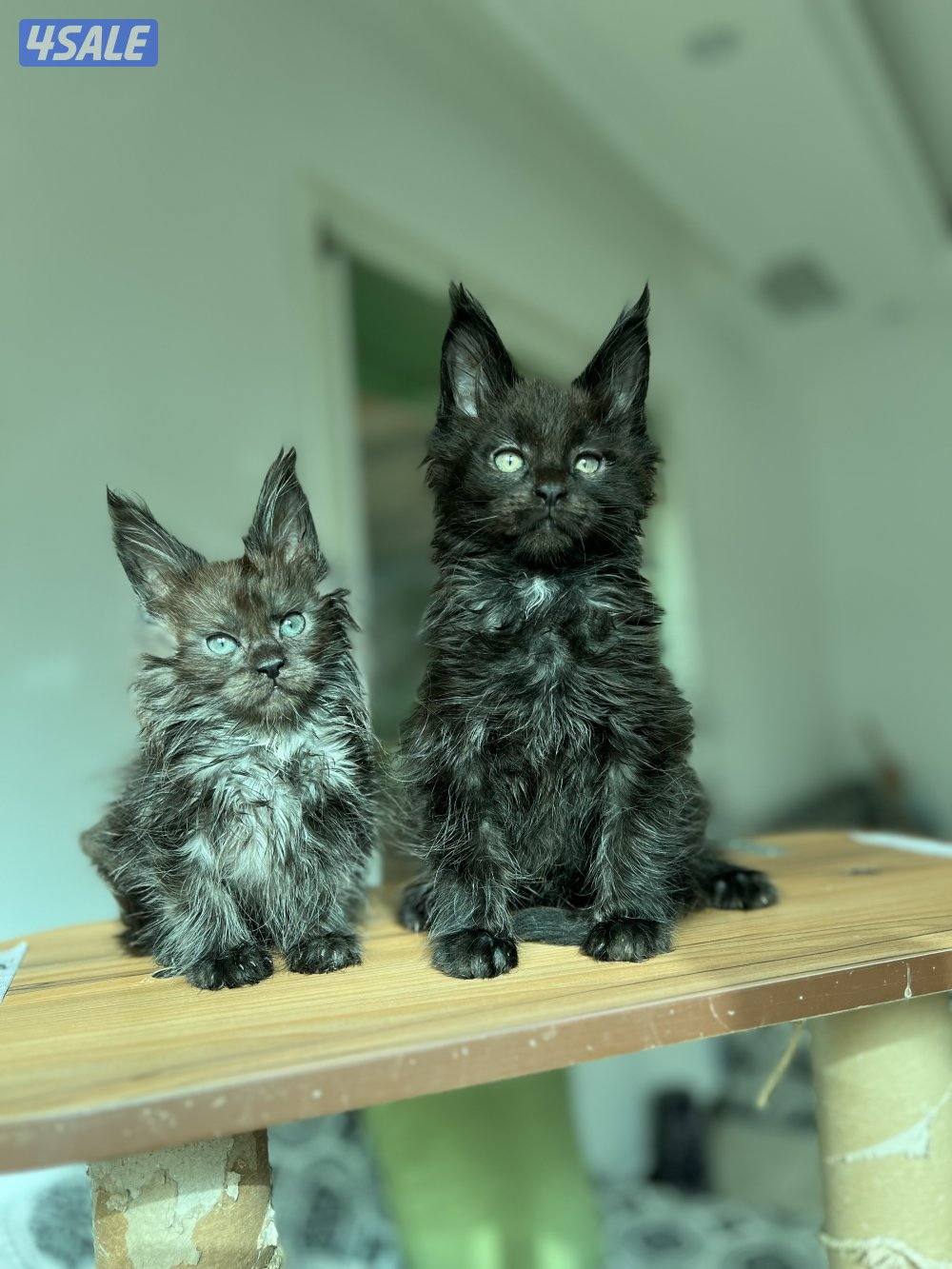 Mainecoon Cats 🔥 Friendly, lovely and exotic pure Mainecoon breed 😻0