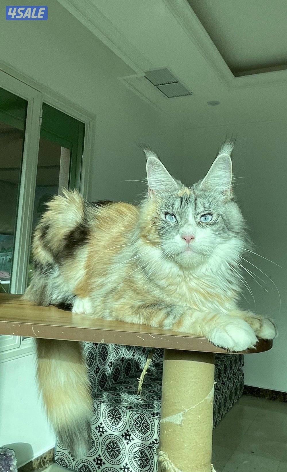Mainecoon Cats 🔥 Friendly, lovely and exotic pure Mainecoon breed 😻1