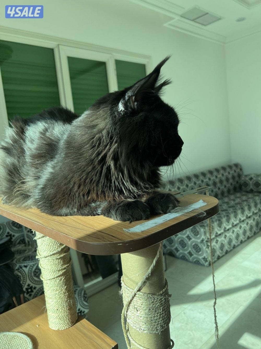 Mainecoon Cats 🔥 Friendly, lovely and exotic pure Mainecoon breed 😻2