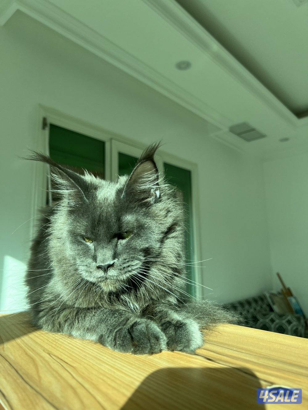 Mainecoon Cats 🔥 Friendly, lovely and exotic pure Mainecoon breed 😻3