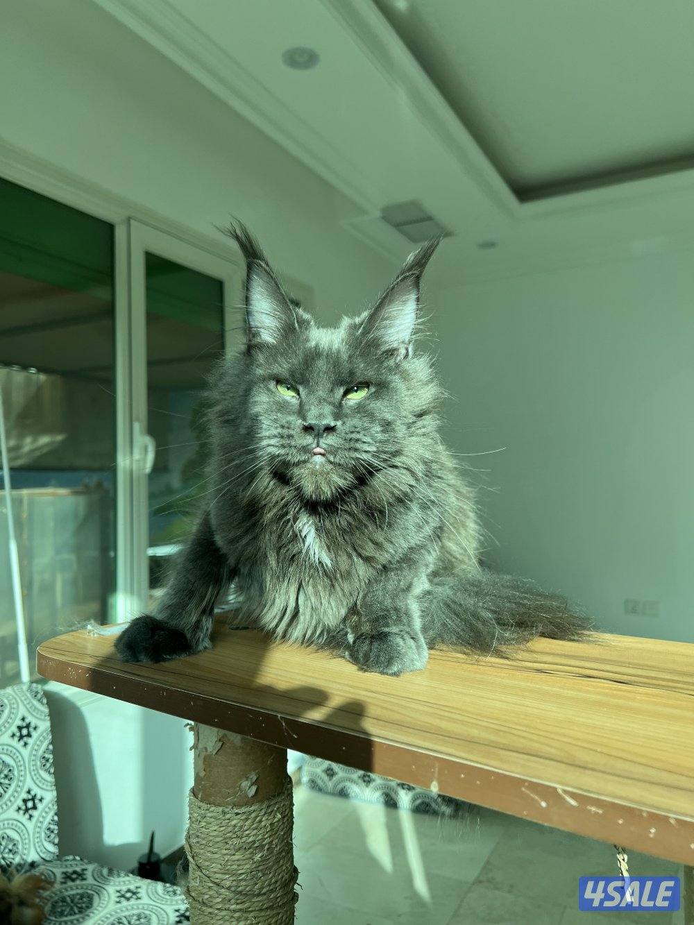 Mainecoon Cats 🔥 Friendly, lovely and exotic pure Mainecoon breed 😻6