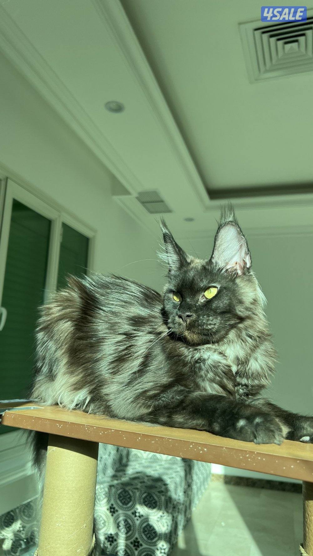 Mainecoon Cats 🔥 Friendly, lovely and exotic pure Mainecoon breed 😻7