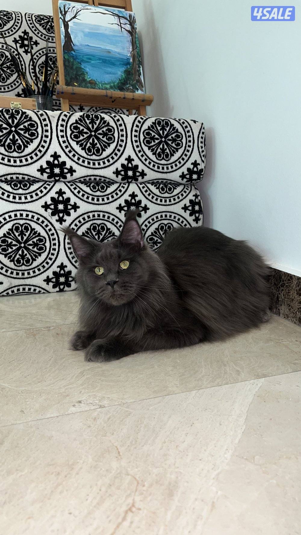 Mainecoon Cats 🔥 Friendly, lovely and exotic pure Mainecoon breed 😻8