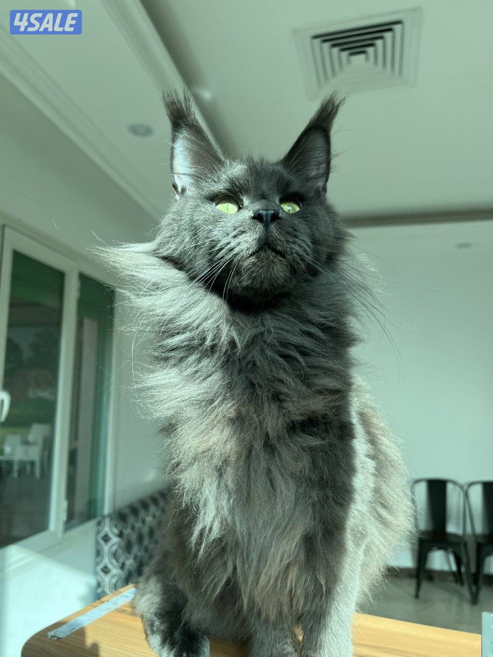 Mainecoon Cats 🔥 Friendly, lovely and exotic pure Mainecoon breed 😻10