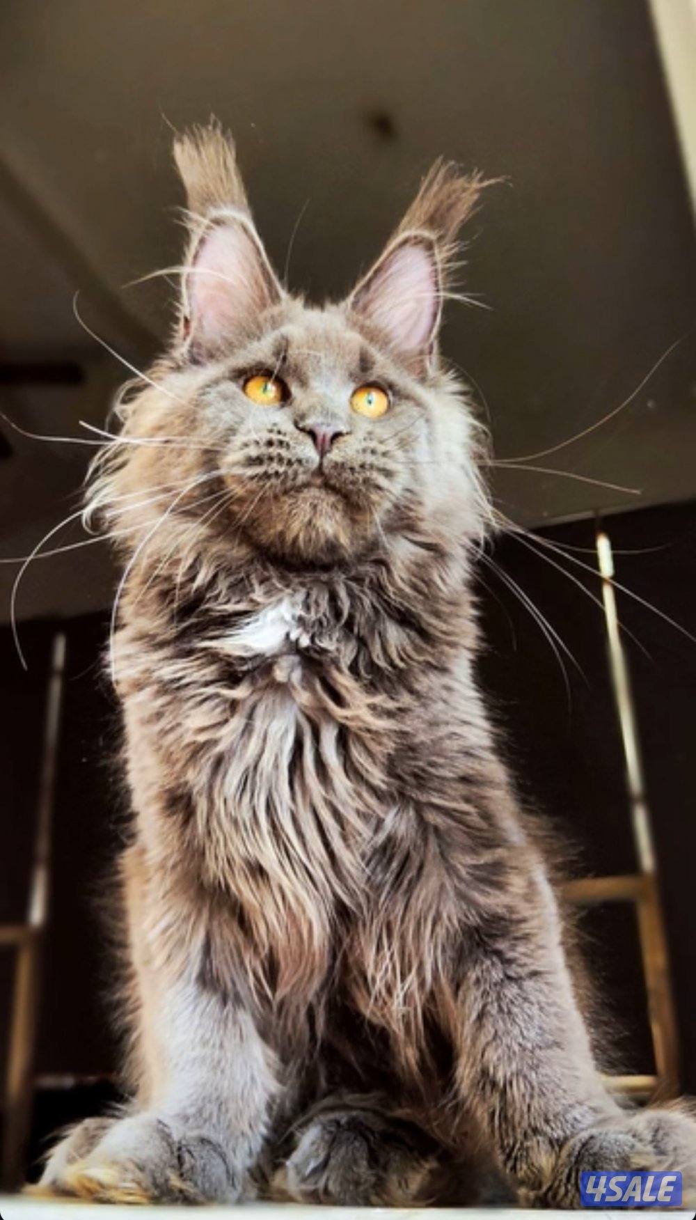 Mainecoon Cats 🔥 Friendly, lovely and exotic pure Mainecoon breed 😻12