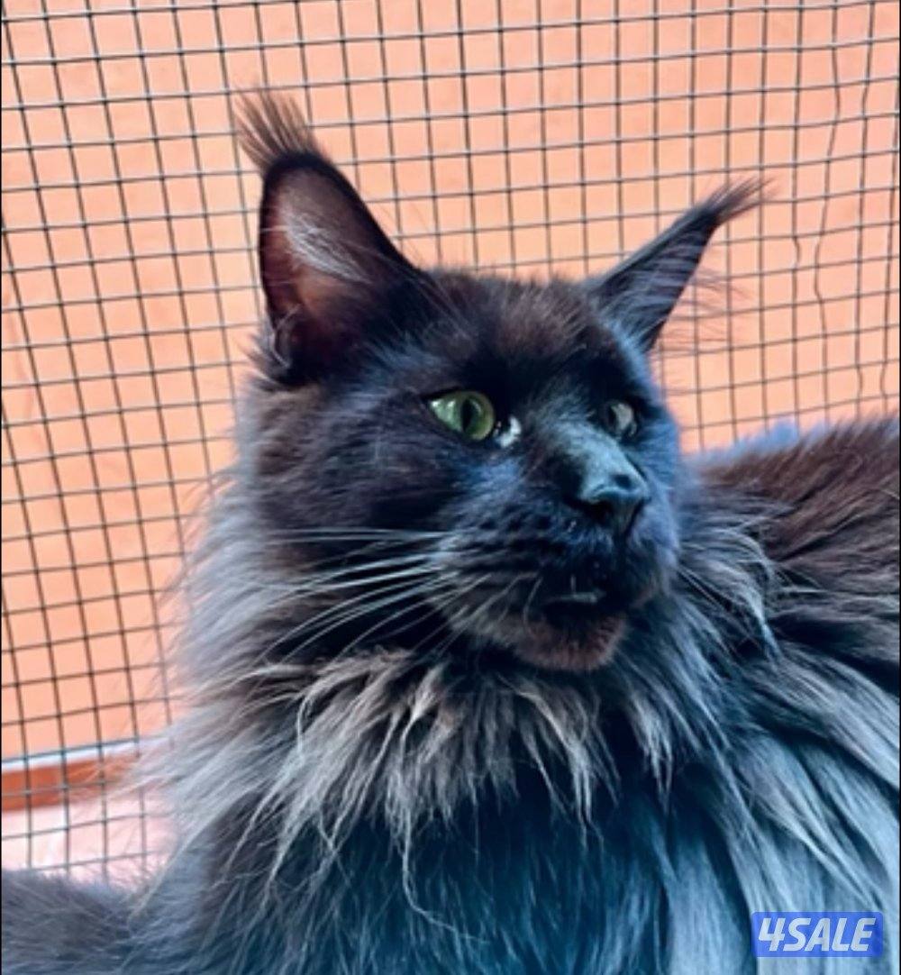 Mainecoon Cats 🔥 Friendly, lovely and exotic pure Mainecoon breed 😻11