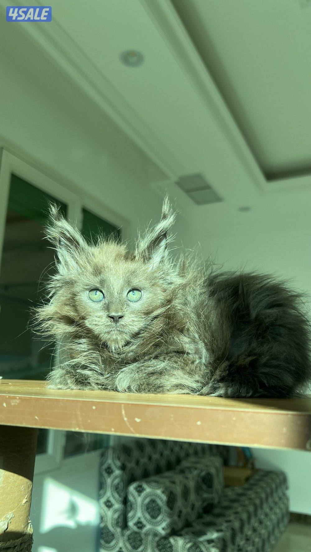 Mainecoon Cats 🔥 Friendly, lovely and exotic pure Mainecoon breed 😻13