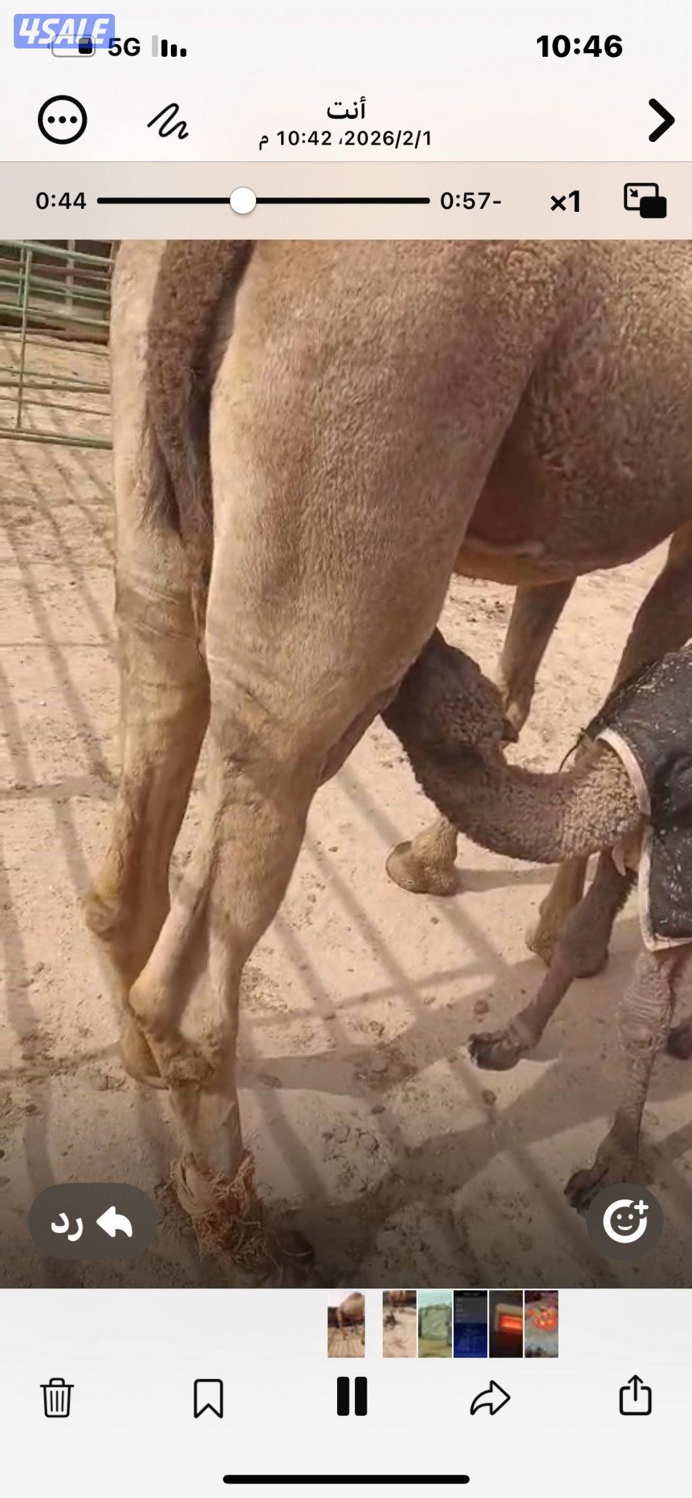 للبيع خلفه طيبه ماشاءالله عليها حليب طيبه0