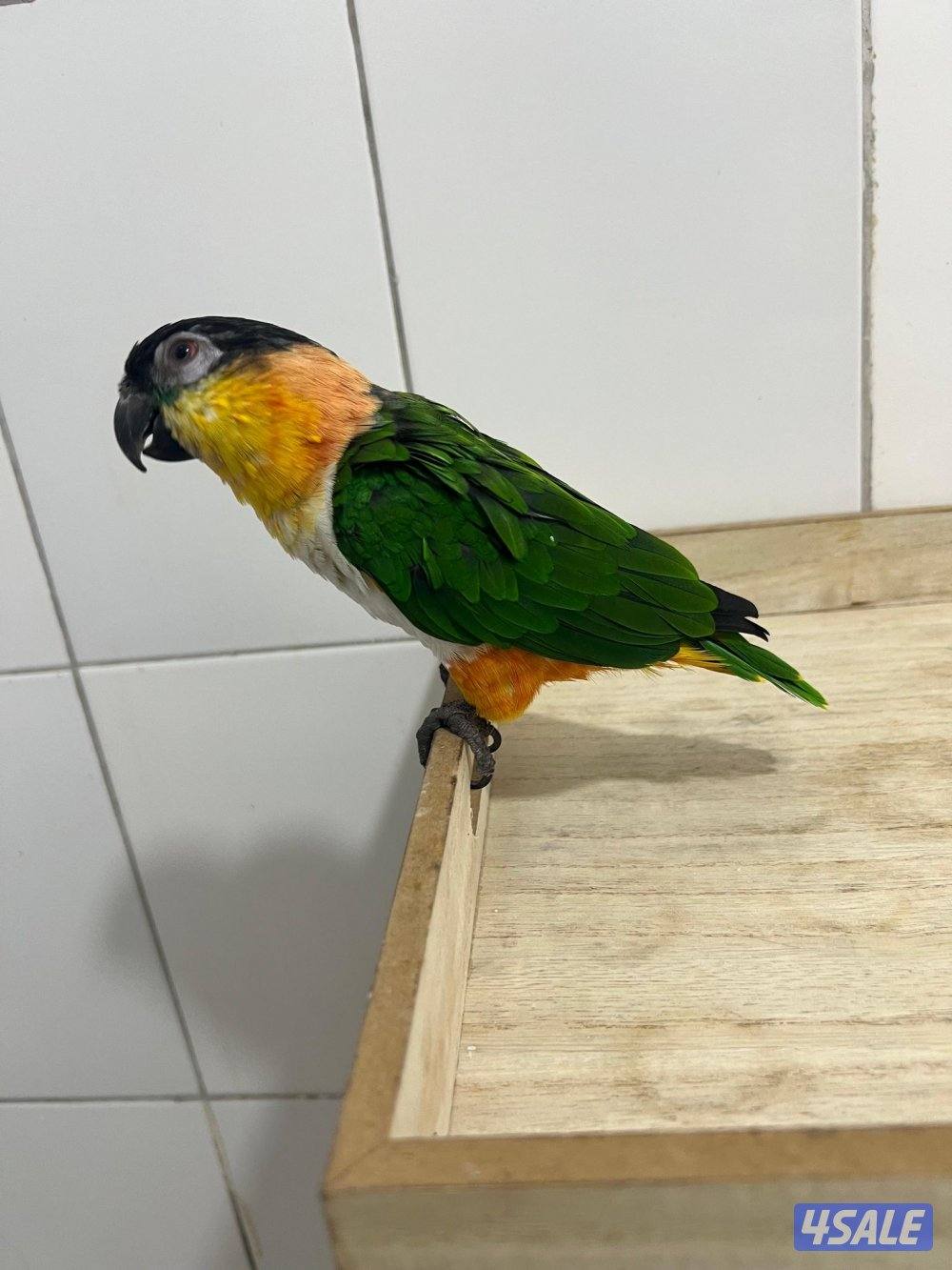 للبيع كايك وايت بلي العمر تقريبن سنتين ربوه في جم كلمه محيل مو مفحوص1