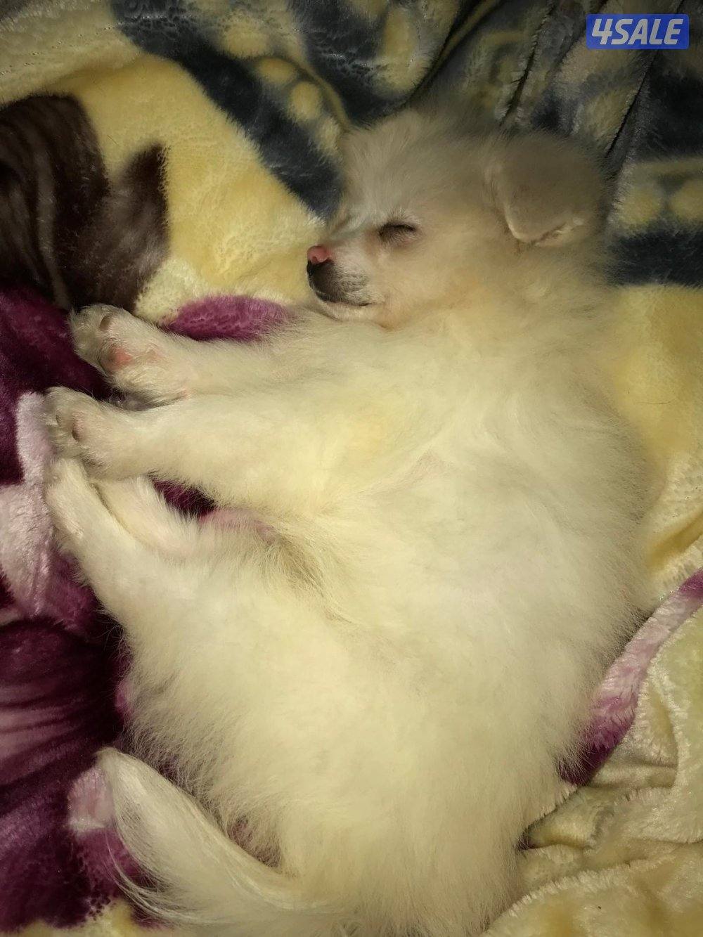 Mini size male 2 month old0