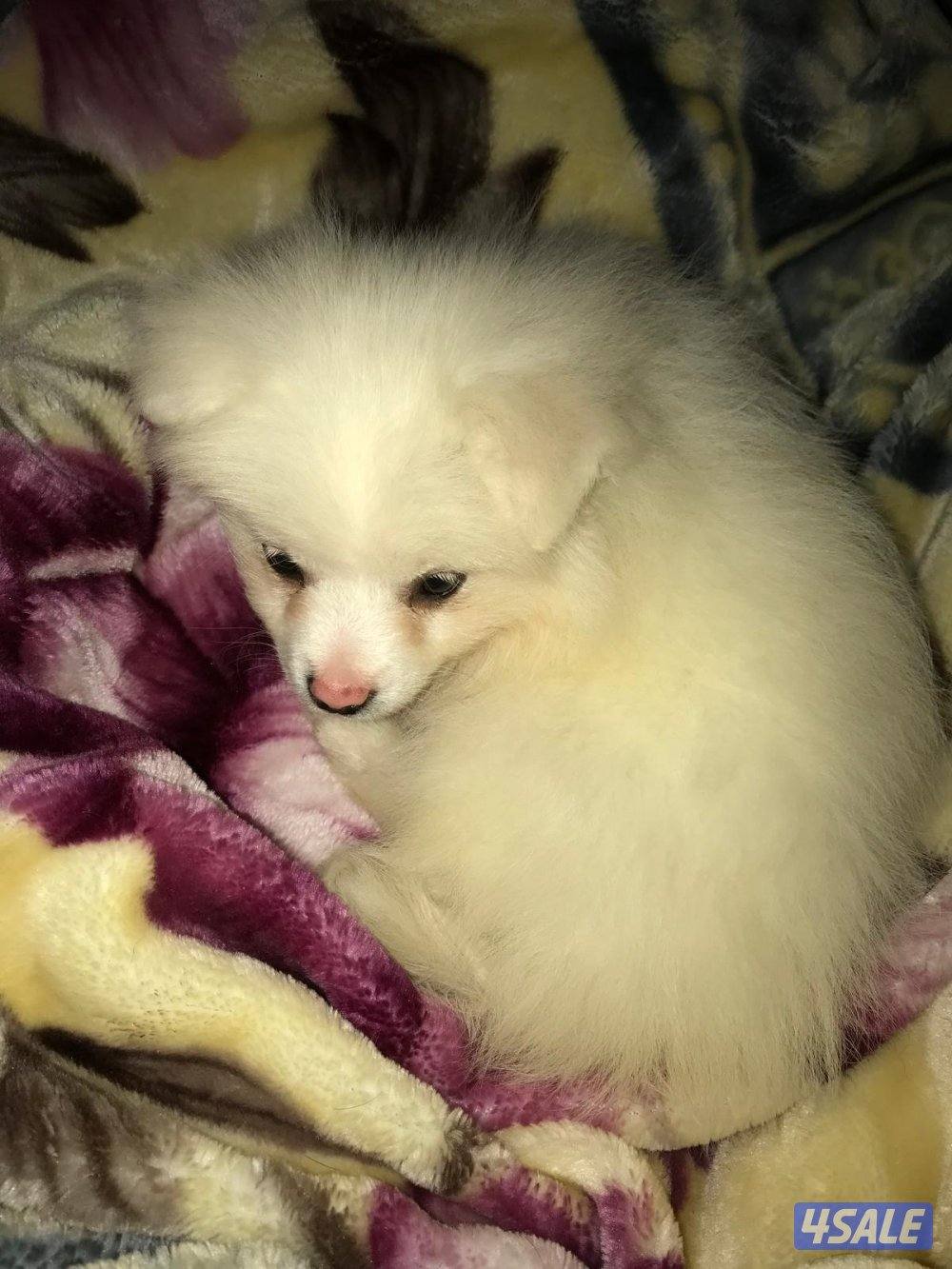 Mini size male 2 month old1