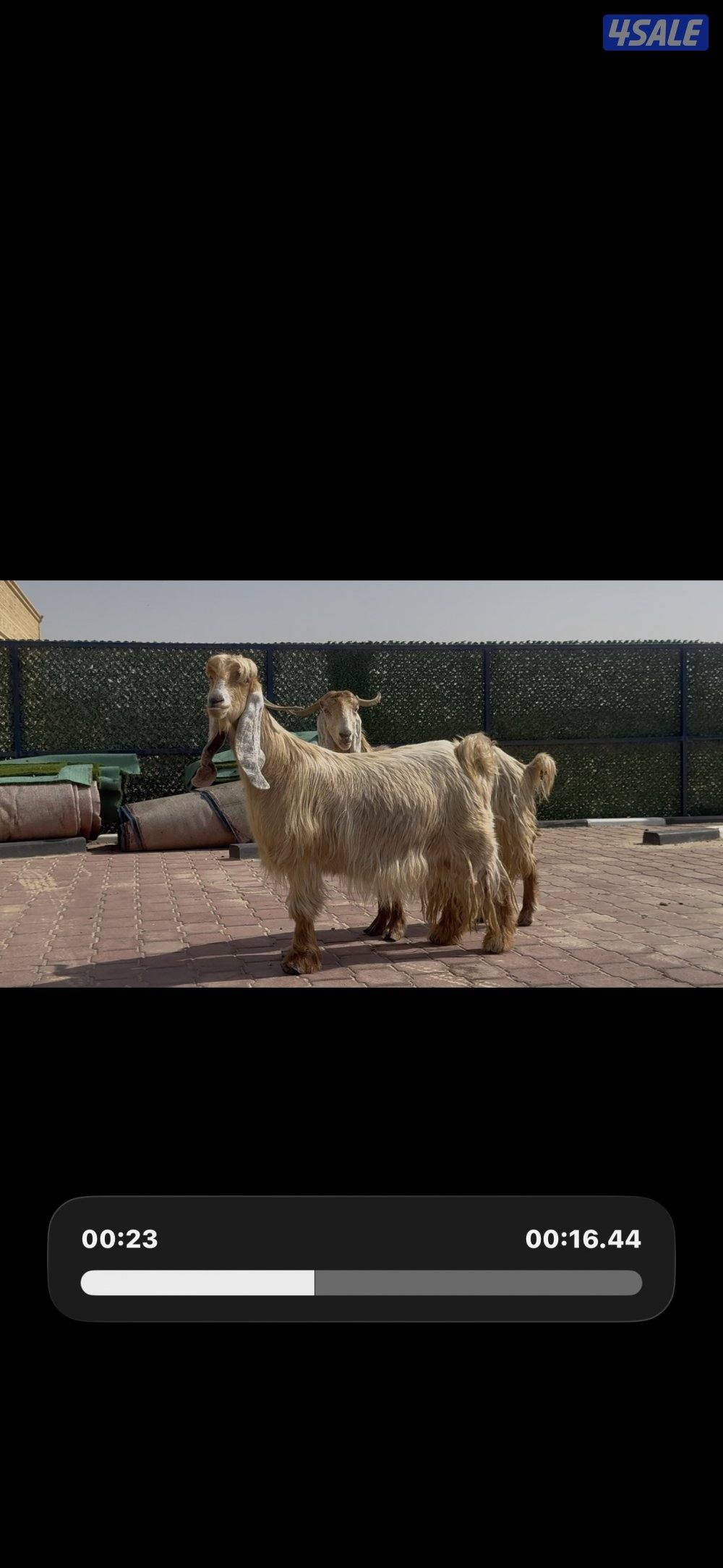 عوارض صفر العداد 2 سن وديد0