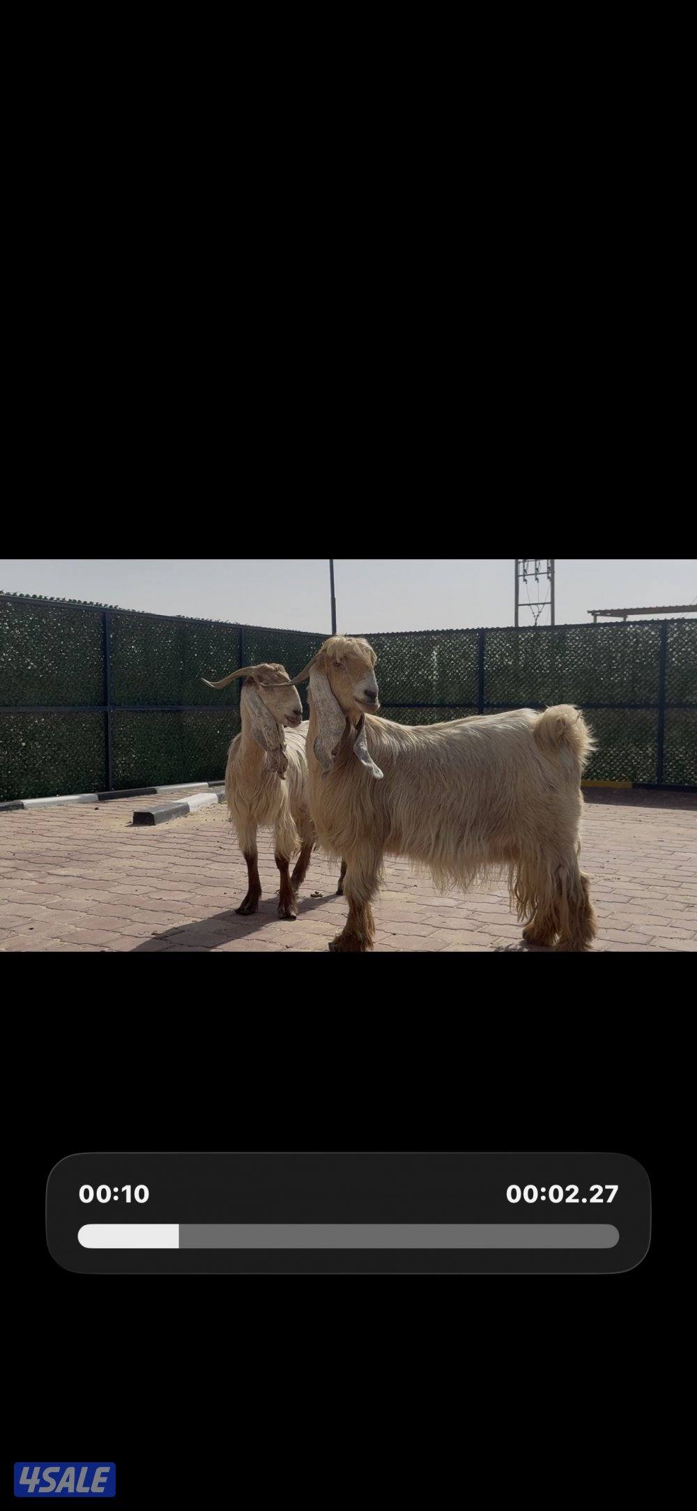 عوارض صفر العداد 2 سن وديد1