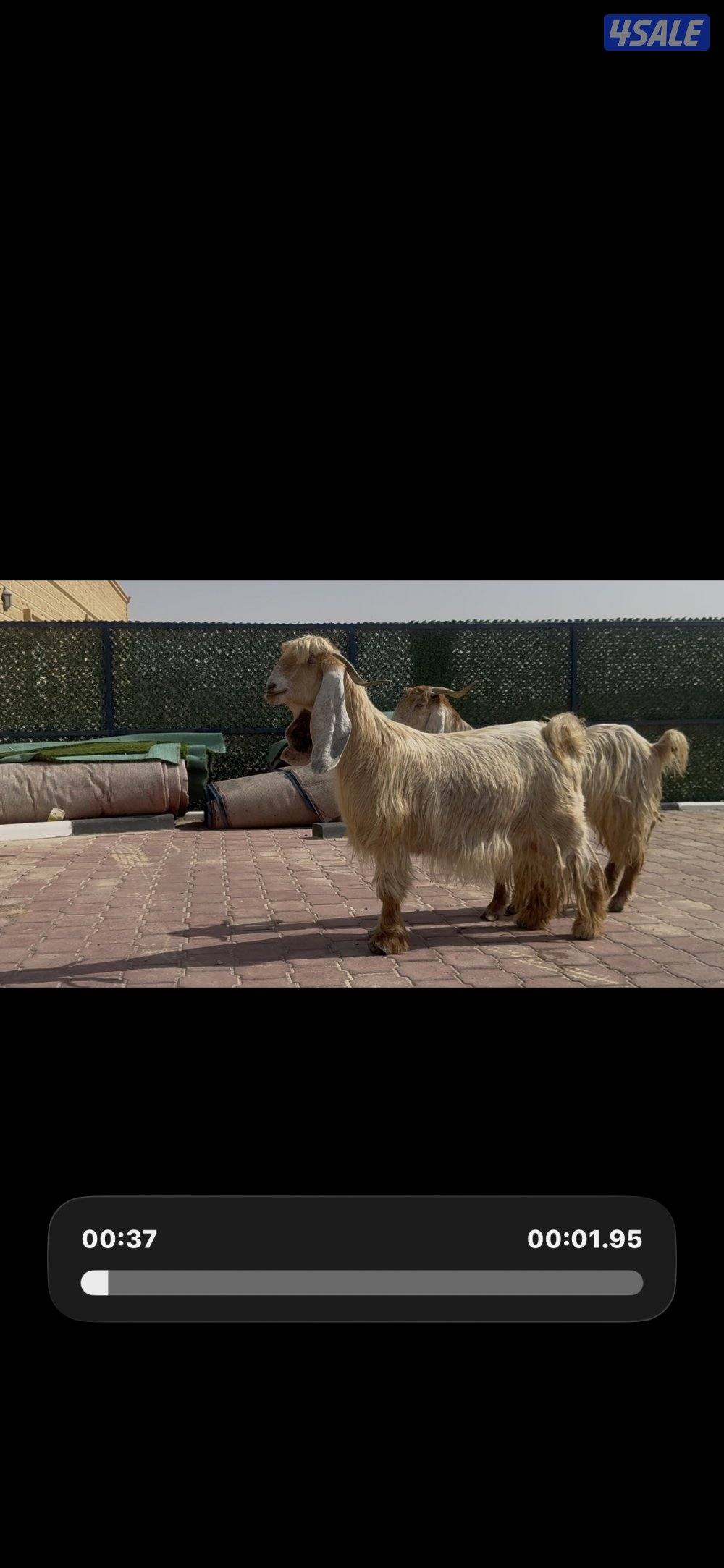 عوارض صفر العداد 2 سن وديد2