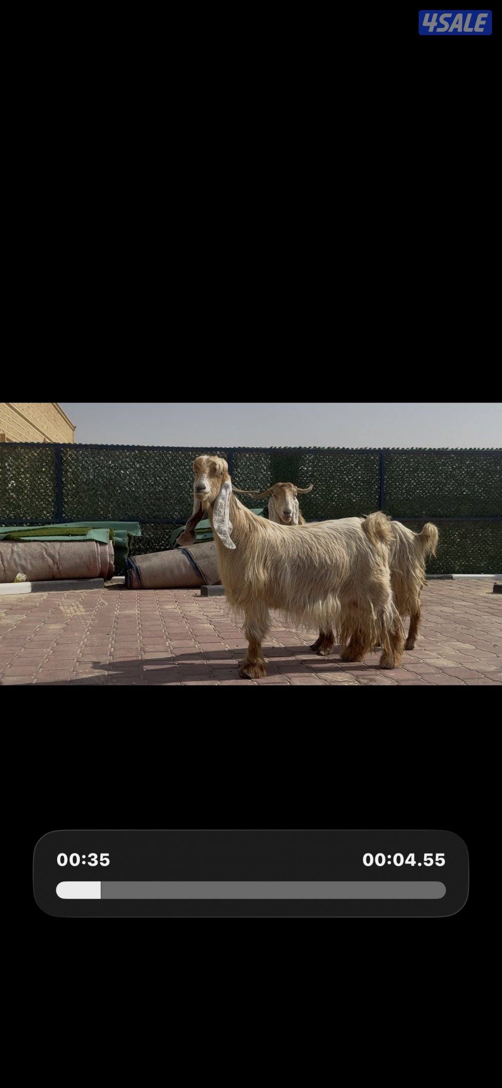 عوارض صفر العداد 2 سن وديد3